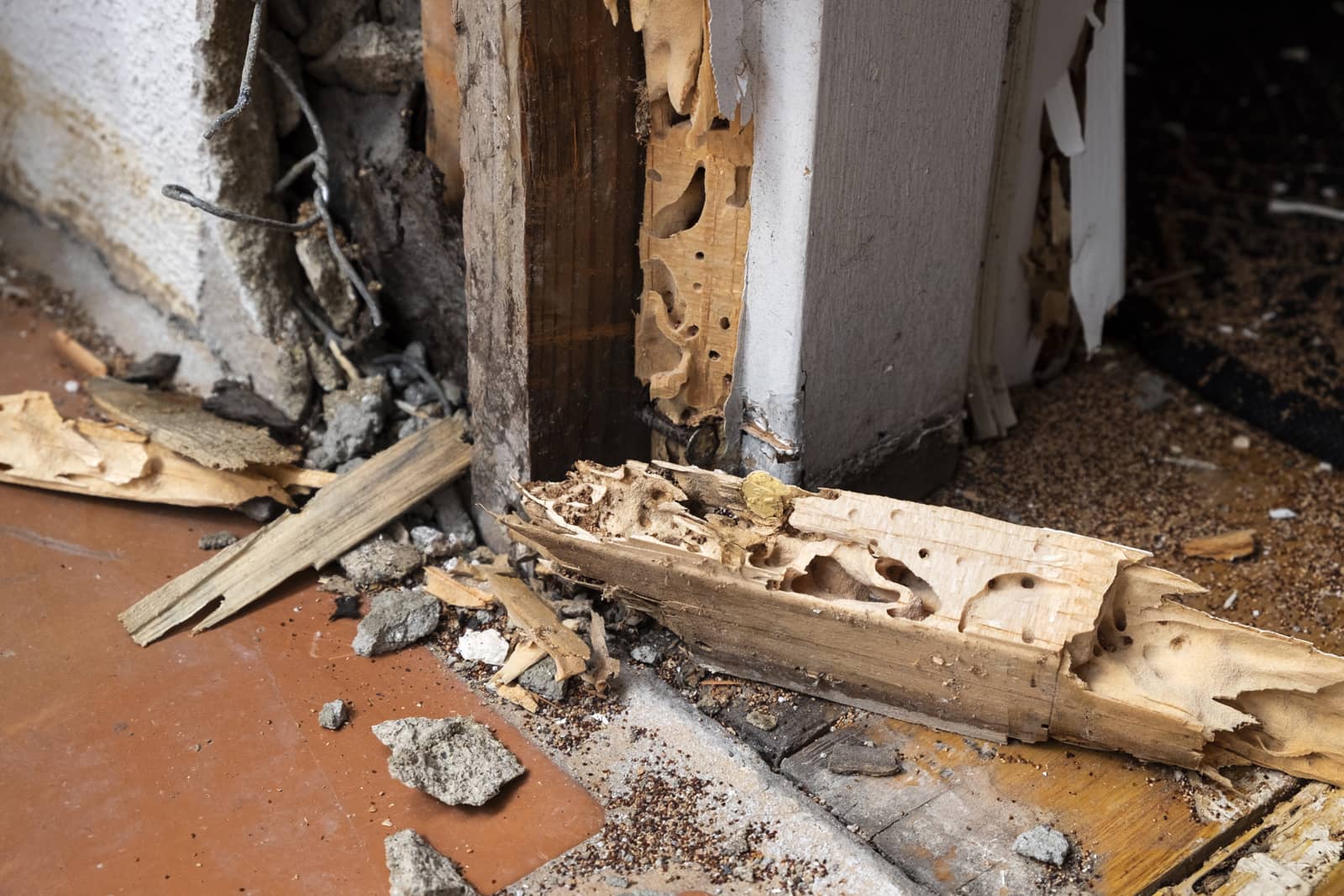 Should You Buy A House With Termite Damage?